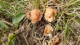 Marasmius oreades image