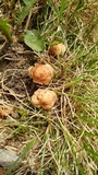 Marasmius oreades image