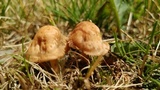 Marasmius oreades image