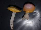 Hygrocybe flavifolia image