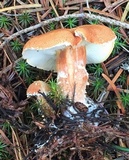Cystodermella cinnabarina image