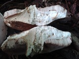 Tylopilus felleus image