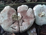 Tylopilus felleus image