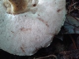 Tylopilus felleus image