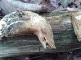 Tylopilus felleus image