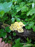 Pleurotus citrinopileatus image