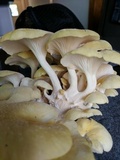Pleurotus citrinopileatus image