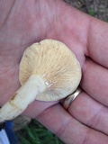 Lactarius subvernalis image