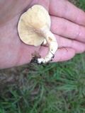 Lactarius subvernalis image