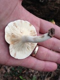 Lactarius subvernalis image