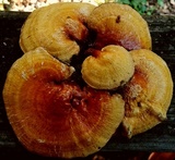 Ganoderma curtisii image