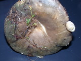 Russula grisea image