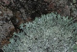 Heterodermia speciosa image