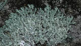 Heterodermia speciosa image