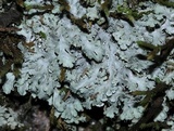 Heterodermia speciosa image