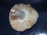 Russula grisea image