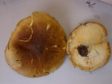 Floccularia albolanaripes image