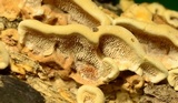 Steccherinum subrawakense image