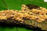 Steccherinum subrawakense image