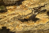 Steccherinum subrawakense image