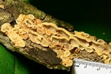 Steccherinum subrawakense image