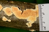 Steccherinum ochraceum image