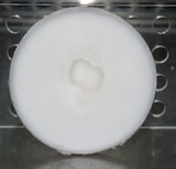 Pleurotus pulmonarius image