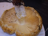 Floccularia albolanaripes image