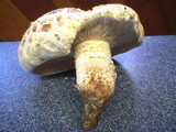 Neolentinus lepideus image