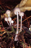 Mycena fragillima image