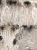 Buellia leptocline image