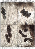 Buellia leptocline image