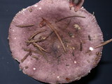 Russula murrillii image