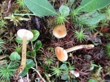 Hygrocybe laeta var. laeta image