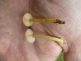 Hygrocybe laeta var. laeta image