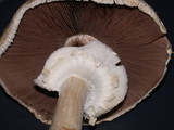 Agaricus arvensis image