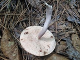 Tylopilus violatinctus image