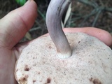 Tylopilus violatinctus image