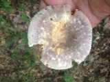 Russula crustosa image