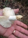 Russula crustosa image