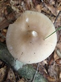 Amanita sect. Vaginatae image
