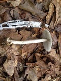 Amanita sect. Vaginatae image