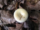 Lactarius maculatipes image