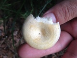 Lactarius maculatipes image