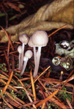 Mycena fragillima image