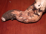 Tricholoma saponaceum image