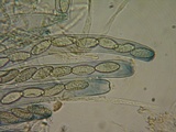Peziza phyllogena image