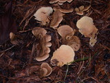 Tapinella panuoides image