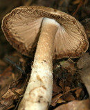 Amanita whetstoneae image