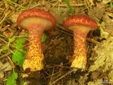 Suillus spraguei image